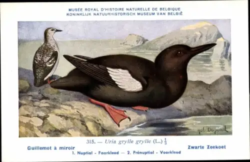 Künstler Ak Dupond, Hub., Uria grylle, Gryllteiste