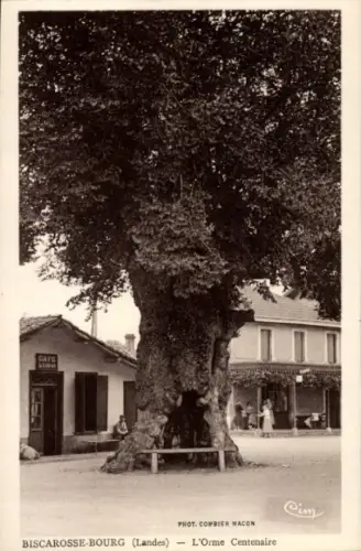 CPA Biscarrosse Bourg Landes, L'Orme Centenaire