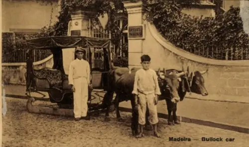 Ak Insel Madeira Portugal, Zwei Jungen mit Ochsenkarren,  Aufnahme, Beschriftung:  Bullock car