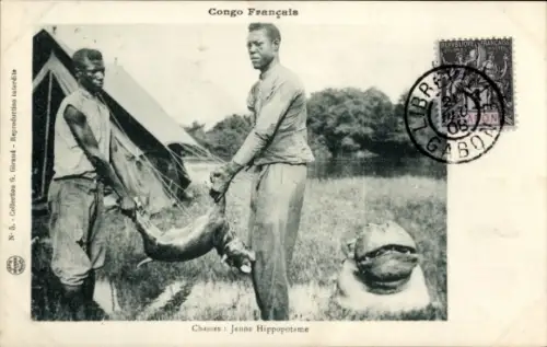 Ak Französisch Kongo, gefangene junge Nilpferde