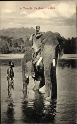 Ak Kandy Sri Lanka Ceylon, Tempel-Elefant,  Junge auf Elefant, Junge im Wasser