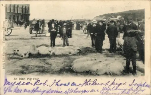 Ak Irland, Irische Schweinemesse