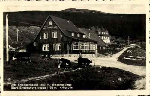 Ak Spindleruv Mlýn Spindlermühle Riesengebirge Reg. Königgrätz, Alte Erlebachbaude Erlebachova Bouda