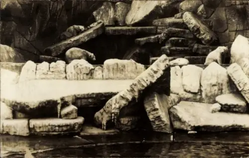 Foto Ak Hamburg, Hagenbeck, Tierpark, Eisbären