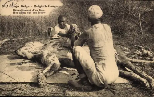 Ganzsachen Ak Belgisch Kongo, Dépouillement d'un Lion, Ausweidung eines erjagten Löwen