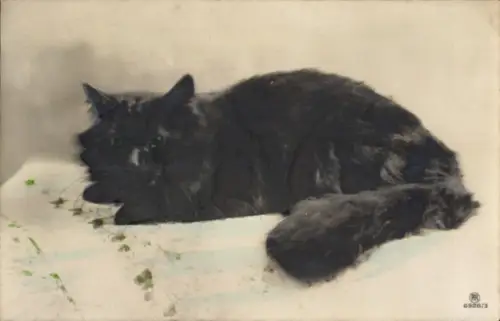 Ak Schwarze Katze, Tierportrait