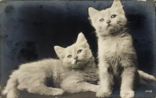 Ak Zwei kleine weiße Hauskätzchen, Katzenkinder, PFB 2189
