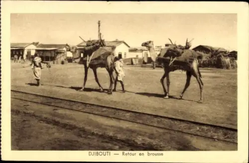 Ak Djibouti Dschibuti, Zwei Kamele, Mensch, Rückkehr in die Wildnis, Wüste