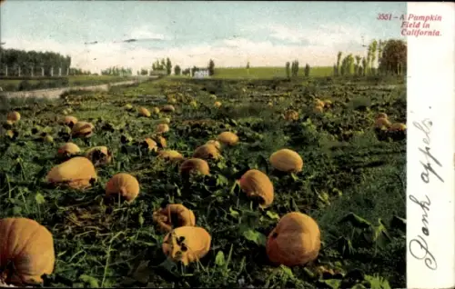 PC Pumpkin Field in California