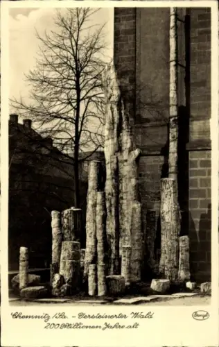 Ak Chemnitz in Sachsen, Versteinerter Wald,  200 Millionen Jahre alt