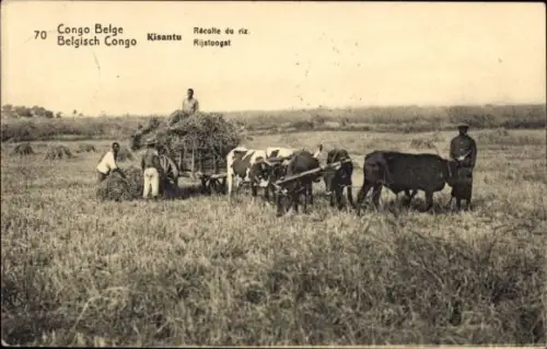 Ganzsachen CPA Kisantu RD Congo Zaïre, Récolte du riz