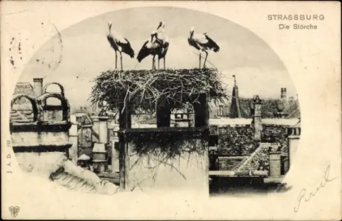 Ak Strasbourg Straßburg Elsass Bas Rhin, Störche im Nest auf dem Schornstein