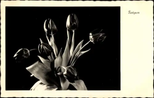 Ak Tulpen, Blumen