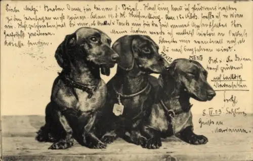 Ak Drei Dackel, Hunde