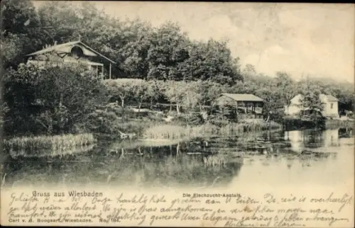 Ak Wiesbaden in Hessen, Gruss aus  Elschzucht-Anstalt, Naturansicht, Wasser, Bäume