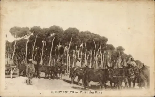 Ak Beirut Beirut Libanon, Kiefernwald