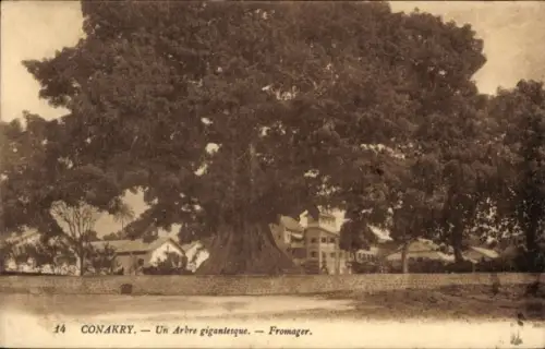 CPA Conakry, Konakry, Guinée, Arbre gigantesque, Fromager