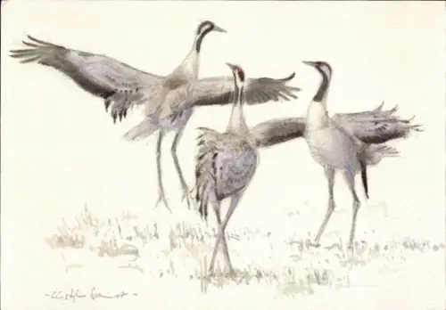 Künstler Ak Schmidt, Christopher, Kranichtanz