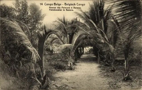 Ganzsachen Ak DR Kongo Zaire, Avenue des Palmiers a Banana