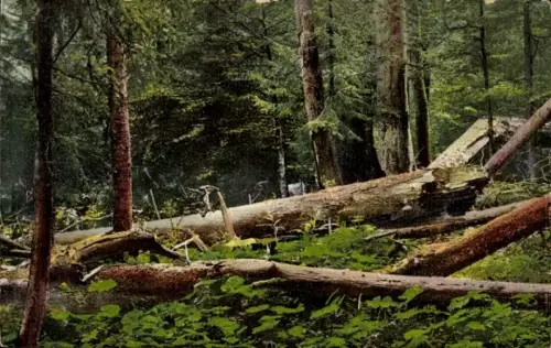 Ak Šumava Böhmerwald, Waldlandschaft, umgestürzte Bäume, grüne Vegetation