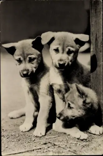 Ak Husky Hunde Welpen, Portrait