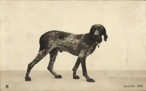 Ak Portrait eines Jagdhundes