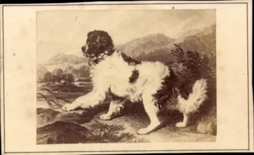 CdV Porträt eines Hundes, Tier, 1865