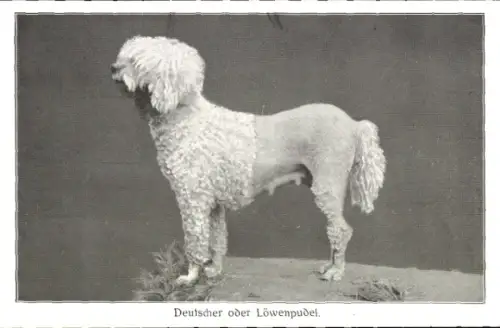 Ak Deutscher oder Löwenpudel, Tierportrait