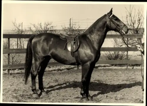 Foto Pferd, Tierportrait