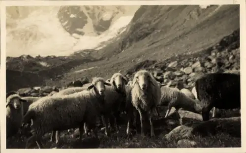 Ak Oberengadin, Schafherde