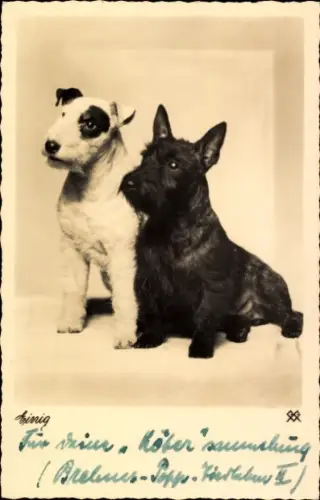 Ak Einig, Zwei Terrier, Hundeportrait, Sitzend, Scottish Terrier