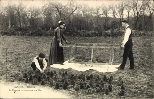CPA Landes, Récolte du Pignon ou semence du Pin