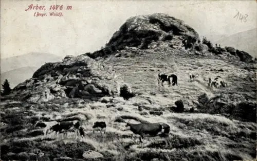 Ak Bayerisch Eisenstein in Niederbayern, Großer Arber, Arber Berg, Kühe auf der Weide