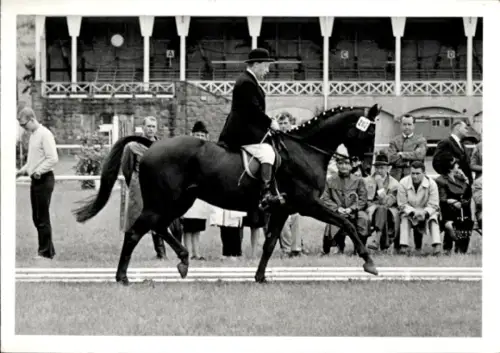 Foto Ak Dressurreiten, Pferd