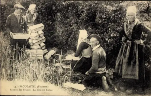 CPA Plougastel Daoulas Finistère, Récolte des Fraises, La Mise en Boltes