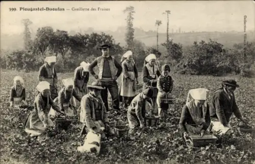 CPA Plougastel Daoulas Finistère, Cueillette des Fraises