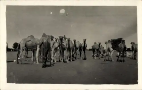 Ak Tschad, Kamele