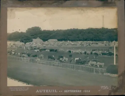 Foto Auteuil Yvelines, Gesamtansicht. Rinder