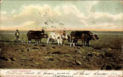 Ak Vista Campestre, Ochsenpflug