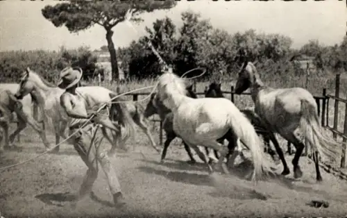 CPA Aigues Mortes Gard, Scène de Capture d'un Cheval Sauvage au lasso