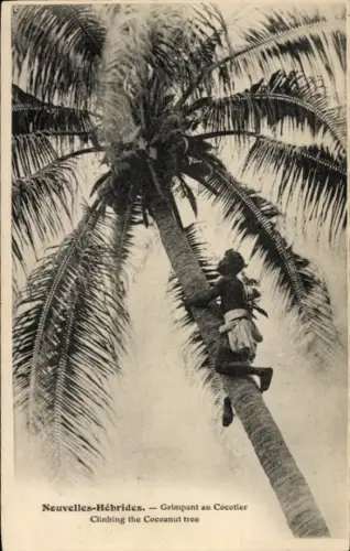 Ak Kokosnuss ernte auf den Neuen Hebriden