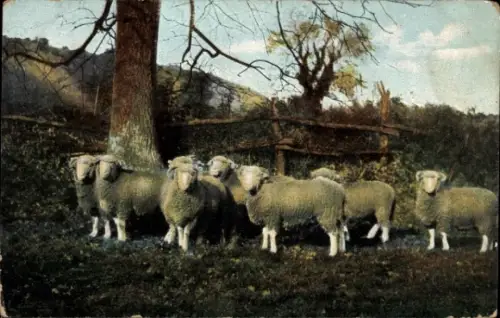 Ak Schafherde