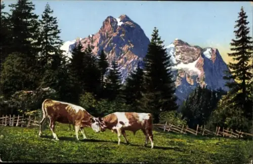 Ak Schweiz, Kühe auf der Weide