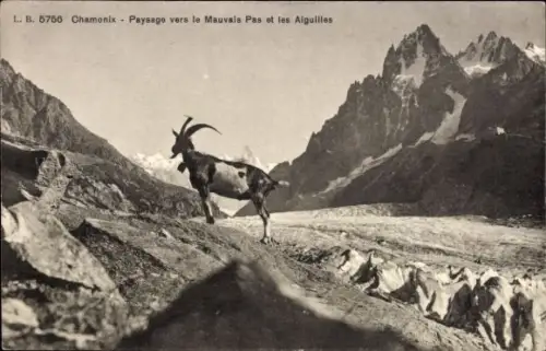 Ak Chamonix Mont Blanc Haute Savoie, Blick in Richtung Mauvais Pas und Aiguilles, Ziege