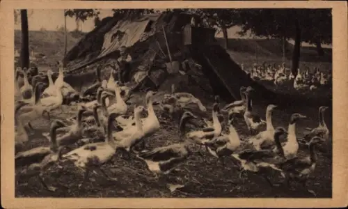 Ak Schalckendorf Elsass Bas Rhin, Gänseschwarm