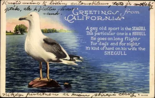 Ak Kalifornien, Möwe, Gedicht
