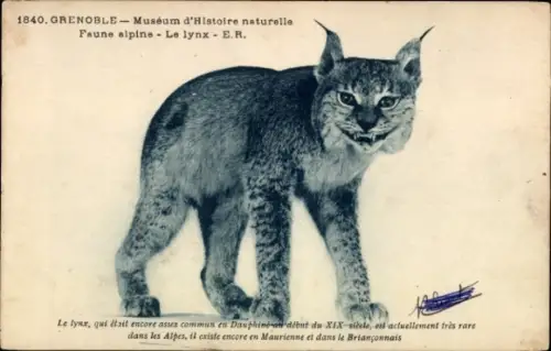 Ak Grenoble Isère, Naturkundemuseum, Alpine Fauna, Luchs