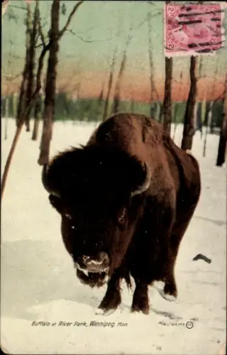 Ak Winnipeg Manitoba Kanada, Büffel im River Park