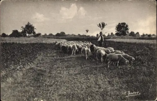 Ak Schafherde, Hirte