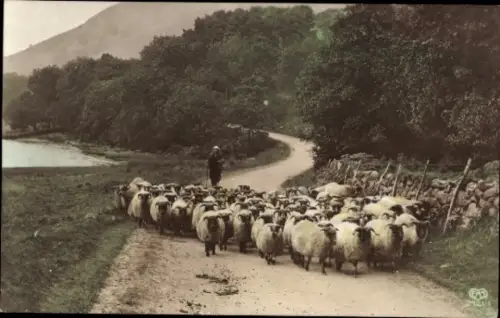 Ak Schafherde, Hirte